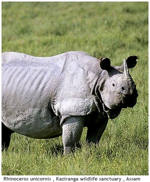 Rhino,Assam | eGreetings Portal
